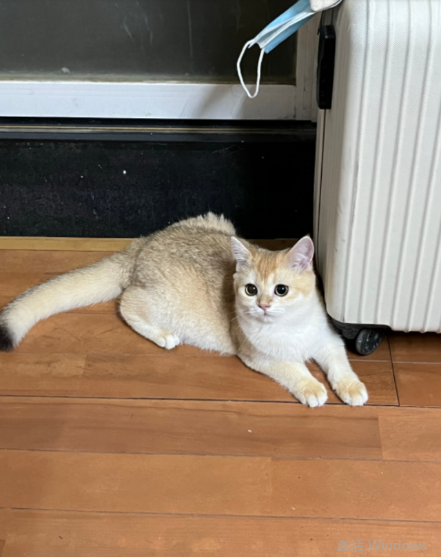 猫传腹的典型过程，关于猫传腹，你一定要提前知道