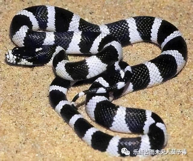 悍吏之来吾乡的之是什么意思，然课敛如故悍吏来吾乡（<61>——捕蛇者说）