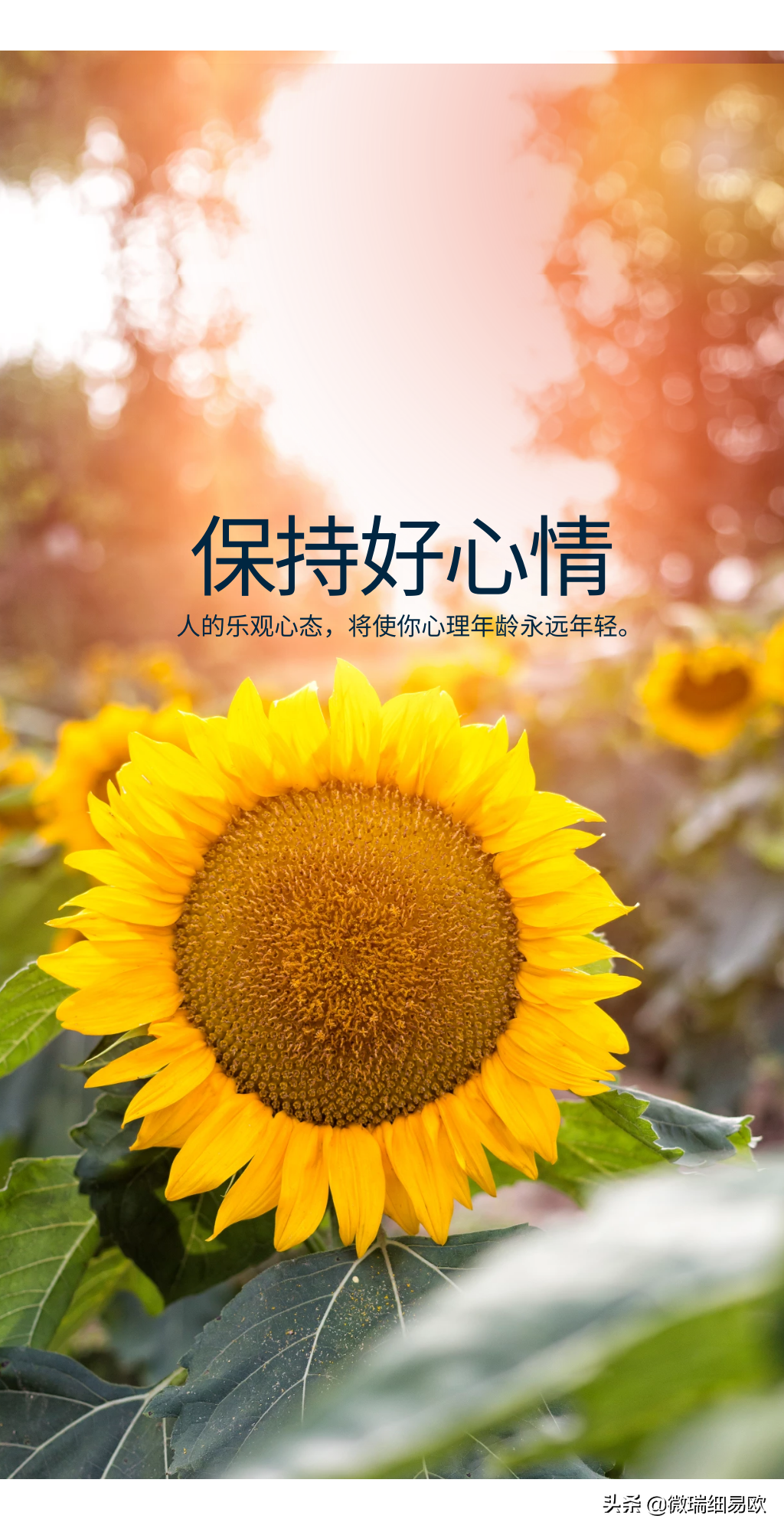 今天是个好日子图片经典,今天又是个好日子-吉日-荣耀易学