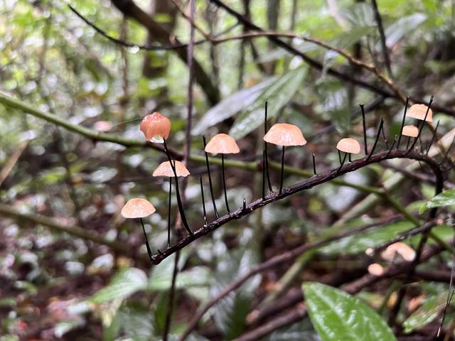 七仙岭带你爬山，假期运动量统统献给了这个热带雨林