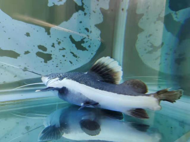 三国时的七星刀何在，七星刀鱼和什么鱼混养（我们要谨防观赏鱼爆发小瓜虫病）