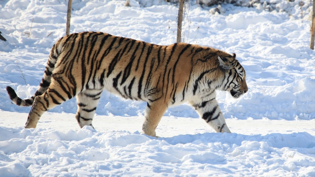 狮子是什么王?森林之王，狮子是什么王（狮子如果碰见了老虎）