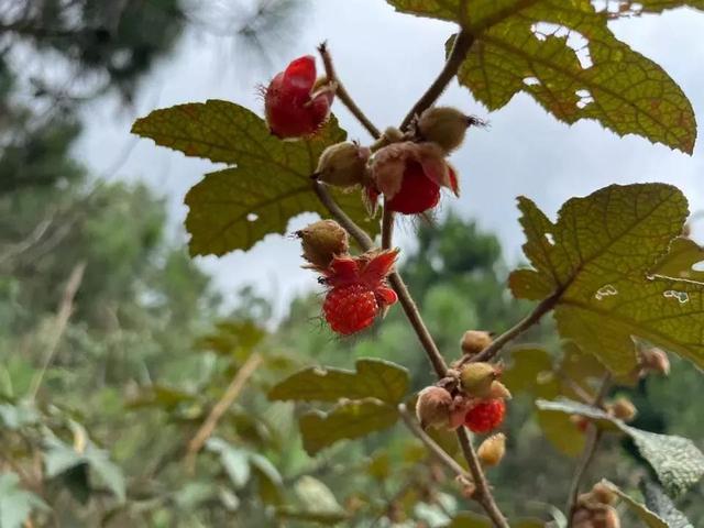 五桂山自然风景区，五桂山自然风景区收费吗（中山有一个世外桃源）