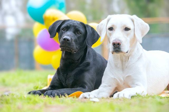 金毛是哪个国家的，十大聪明犬排名（被评为“无攻击性”的3种狗）