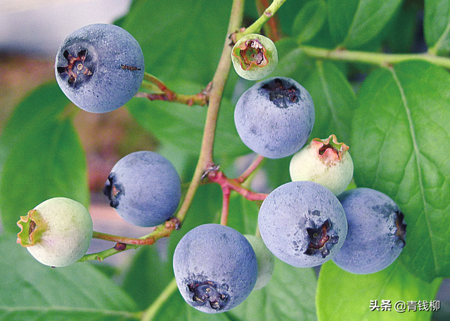 蓝莓哪个品种最甜，蓝莓品种有哪些（三个兔眼蓝莓品种南京地区引种表现及配套栽培技术）