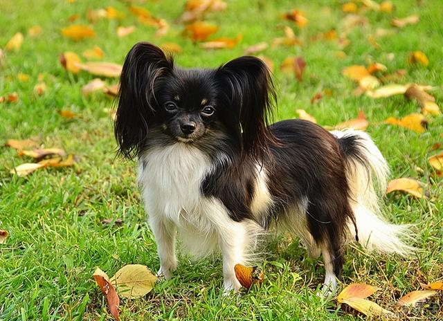什么狗最好养，什么狗最好养最听话最忠诚（公认好养的5种“小型犬”）