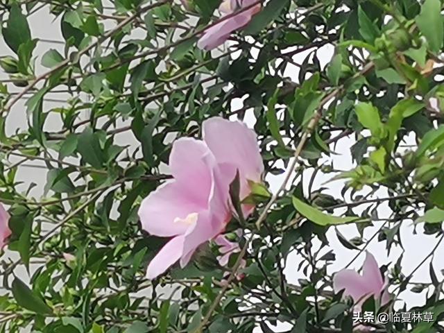 木槿花开唯美诗句，朝开暮落话枯荣