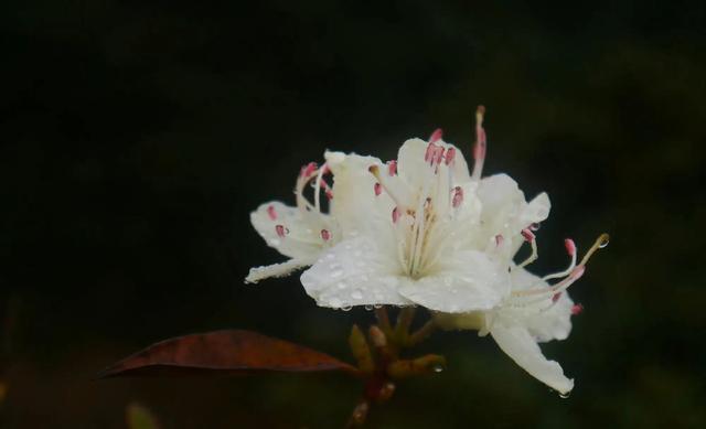 轮叶马先蒿介绍，轮叶马先蒿图片（春天有鲜花绽放）