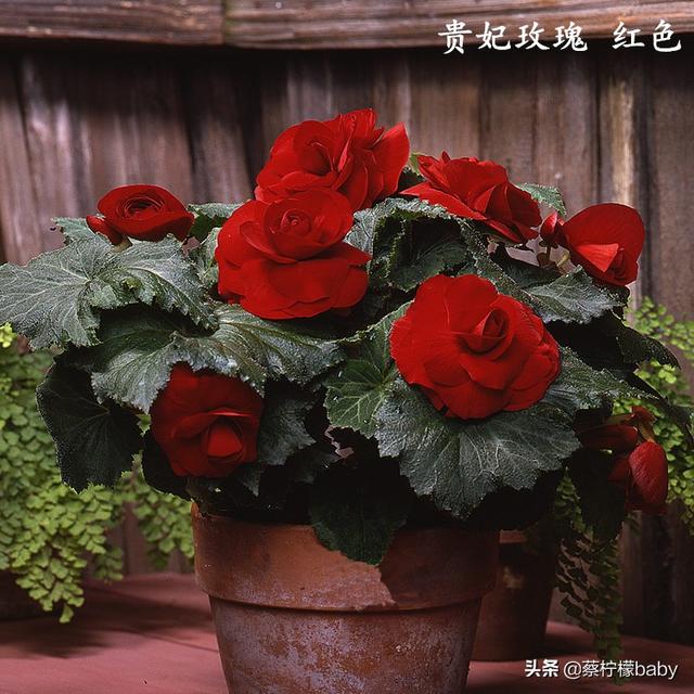 蕾丝边是什么意思，蕾丝边浪漫百分百蕾丝边是什么意思（蕾丝边的海棠花你见过吗）