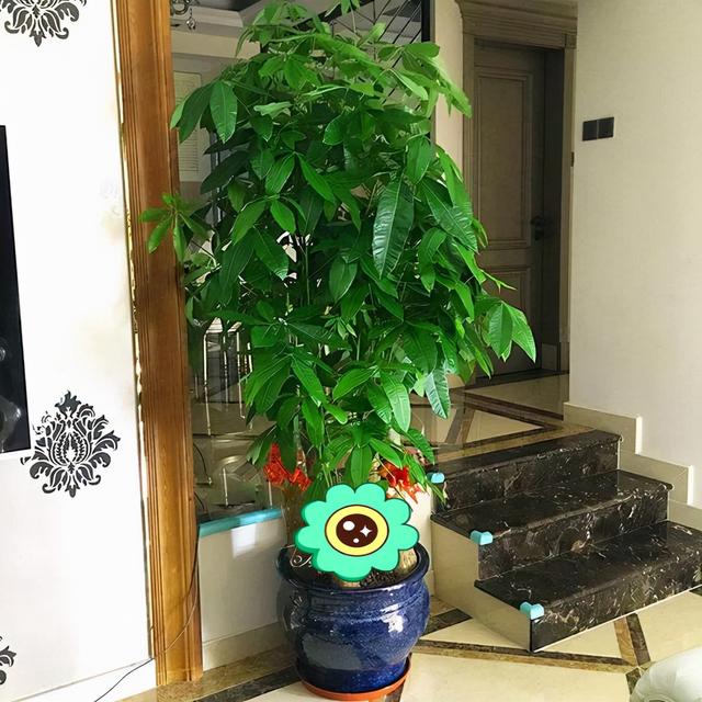 纯氧气能吸吗，纯氧气可以呼吸吗（建议养些“健康花”）