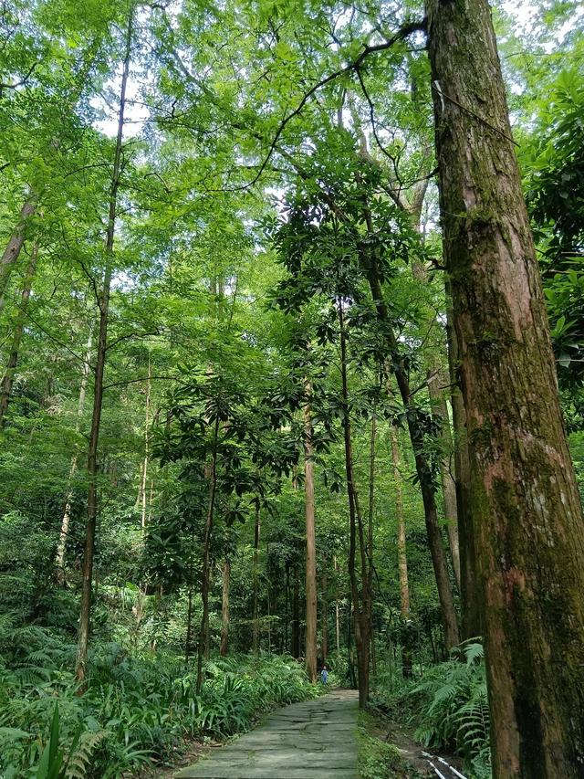 歌乐山森林公园，重庆主城700米高山-歌乐山森林公园乘凉