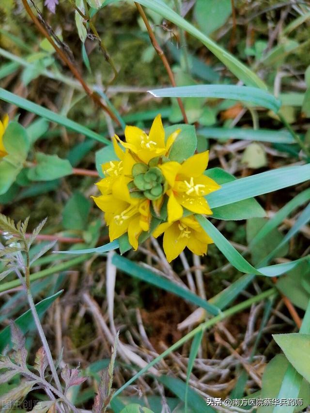 过路黄的功效与作用,过路黄的功效与作用!