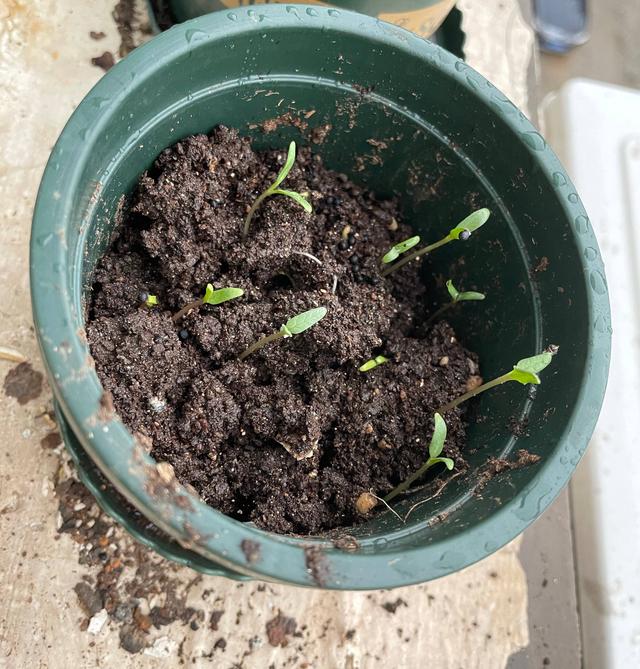 满天星的养殖方法和注意事项，花朵繁多、开成花球、简单美好