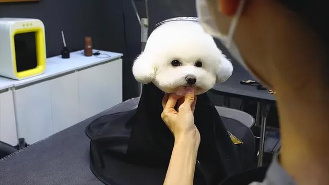 比熊犬能长多大,比熊犬寿命有多长(纯种比熊的5大特征)