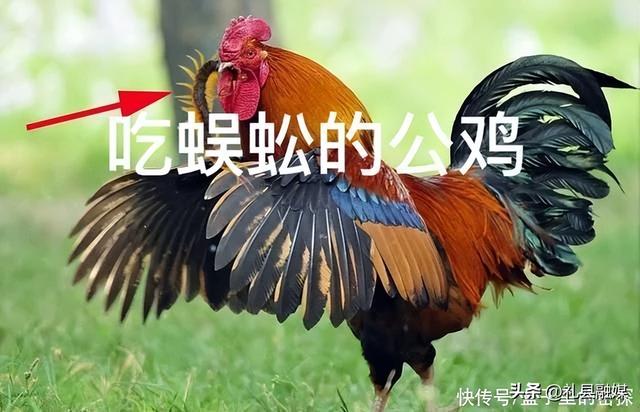 蜈蚣和蛇的毒哪个厉害，为什么身为五毒之一的蜈蚣