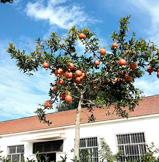 门前栽什么树最好，门前种什么树最旺宅（门前种上“5棵树”）