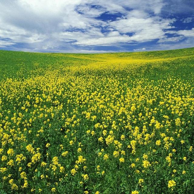 图片，微信头像，图片（清新多彩自然美景）