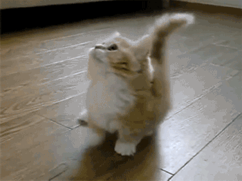 最可爱好养的小动物，猫界最值得养的6种猫