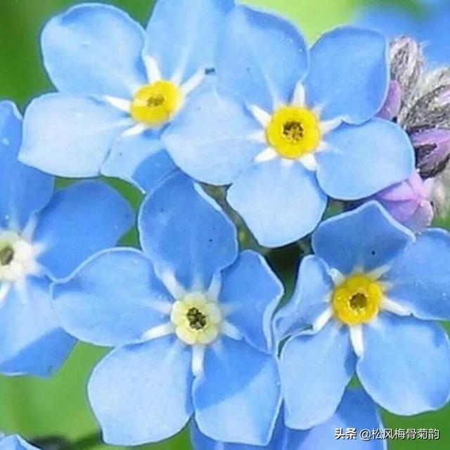 蓝色风信子花语，蓝色风信子花语是什么（分享蓝色的花）
