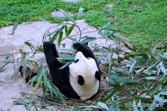 大熊猫是猫吗?为什么，大熊猫是猫吗（它为什么是国宝）