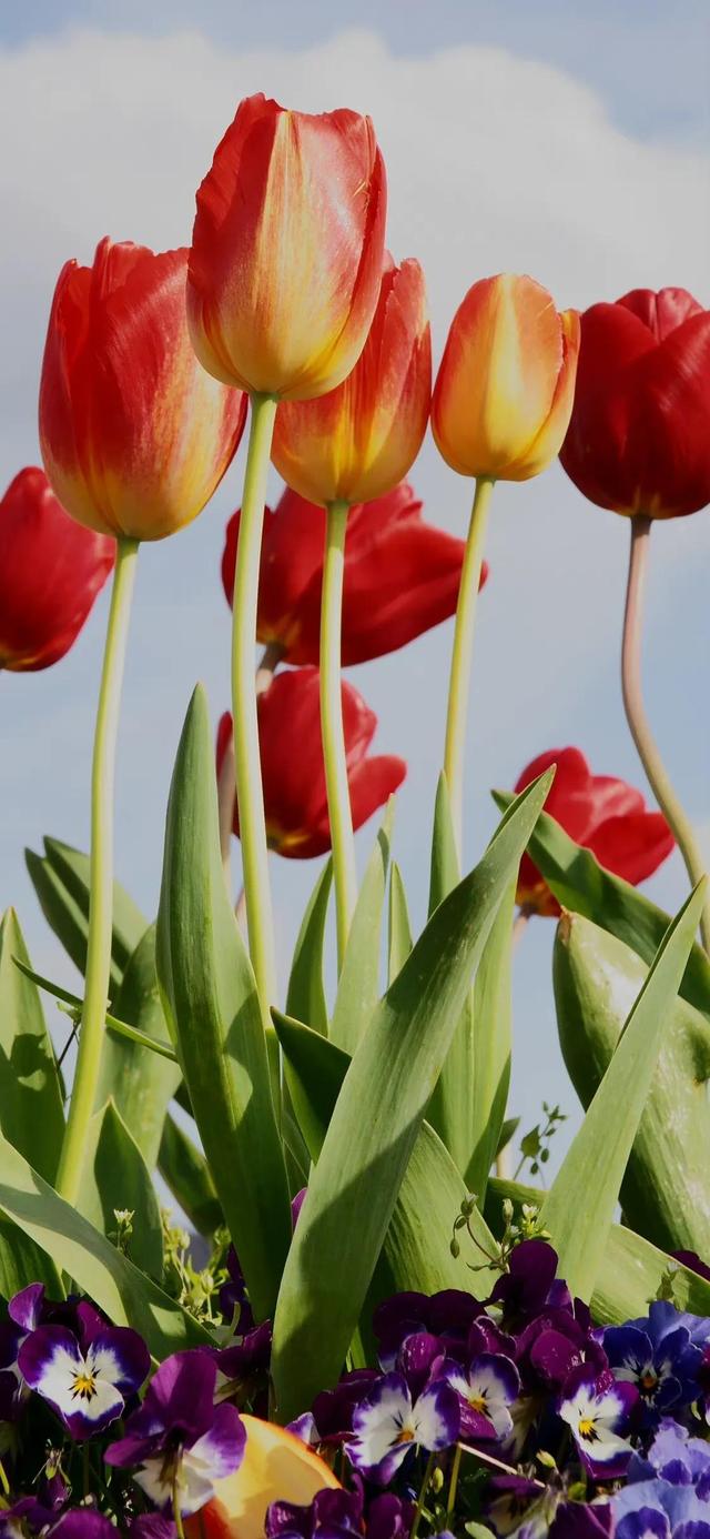 好看干净的背景图   夏天，好看干净的背景图书本天蓝色（夏日凉爽壁纸，更爱浅绿）