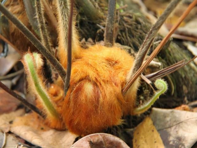 金毛狗蕨类植物的药用价值，金毛狗蕨的功效与作用（金毛狗蕨的功效与作用）