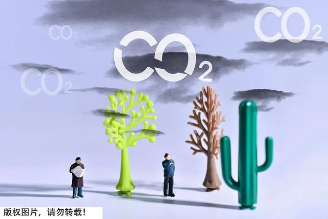 世界上最小的花是什么花，40种最美的花（体重6000吨，活了上万年）