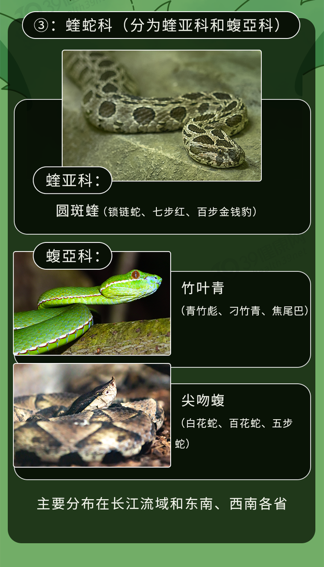 蛇的介绍与图片种类图片