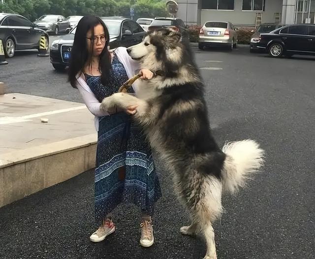 最不忠心的五种狗，最忠心的五种狗（最“忘恩负义”的5种狗）