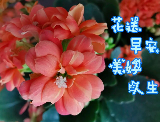 鲜花朋友圈配什么文字，朋友圈晒鲜花配什么文字（愿您寒冬温暖纯良不舍爱）