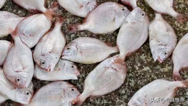 鲷鱼是什么鱼，脆肉鲷鱼是什么鱼（春夏季海鱼9大排名来了）