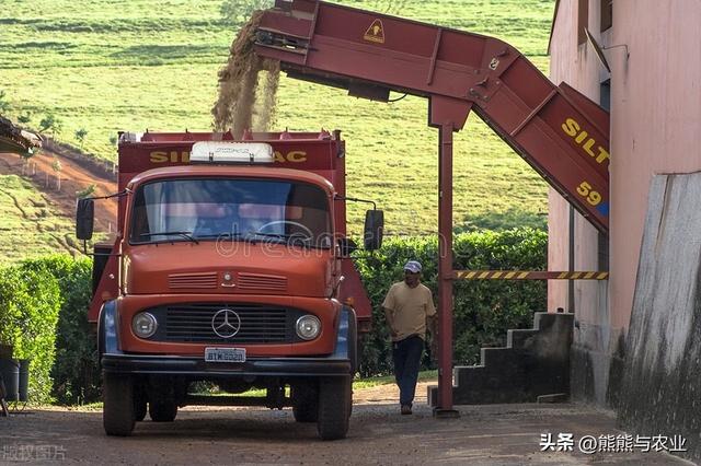 甘蔗的种植技术方法，如何种植甘蔗（甘蔗的种植方法）