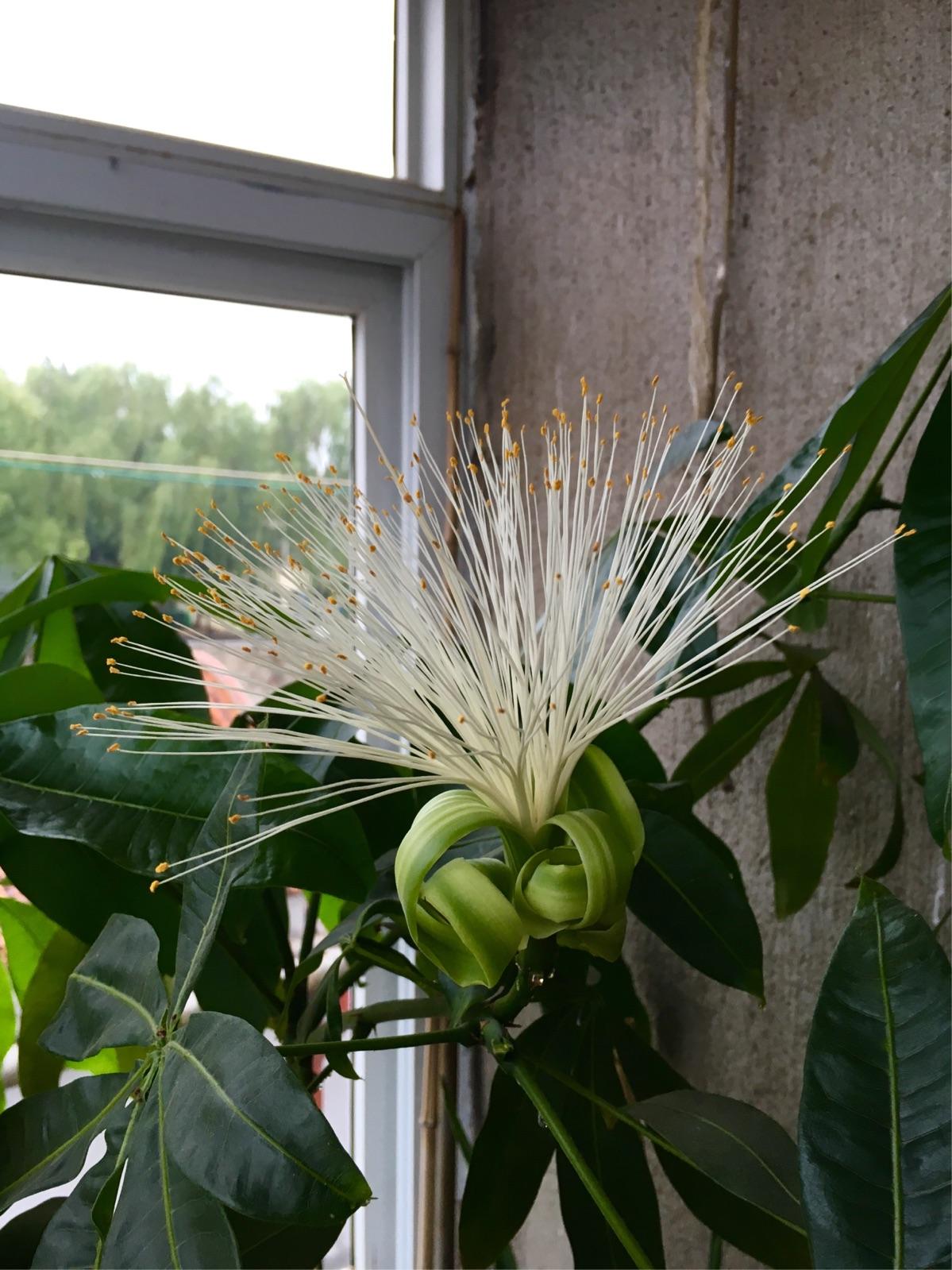 老人须开花(九种吉祥花,轻易不开花,开花多有"好事到") - 彝家农业网
