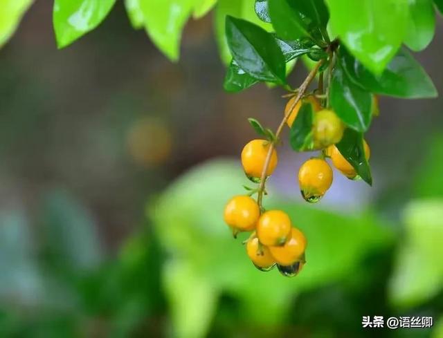 暑假随笔：雨，暑假的暴雨作文（随笔：翩然一场七夕雨）