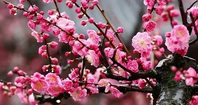 梅花象征什么，梅花象征什么青松象征什么雪花象征什么（中国十大名花排行榜）