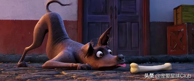 小狗的简单介绍，狗的介绍手抄报（狗狗也分高低贵贱）