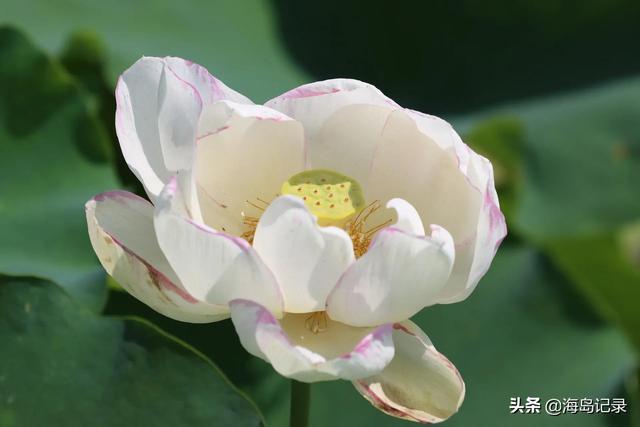 荷花的花语和寓意，荷花的寓意和花语（花语是清白坚贞纯洁）