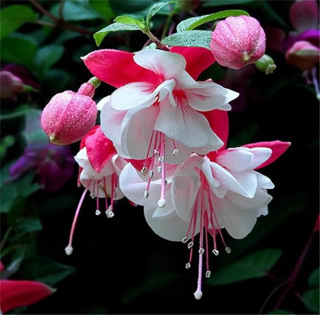 花的种类及花语，花的种类及各自花语（常见植物图鉴，出门识花不求人）