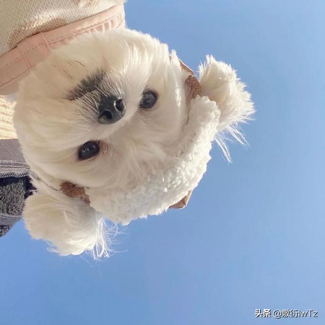 情侣头像超好看一对新款，超好看的情侣头像一对 “晴天也会突然下暴雨，温柔的人也会不开心”（情侣微信头像 ， 情人节快乐）