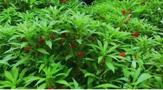 指甲草染发的方法，指甲花能染头发吗（无偿分享纯天然染发方法）