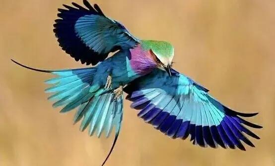 七彩文鸟的养殖方法，七彩文鸟的详细养殖知识（大自然中的“彩色精灵”）