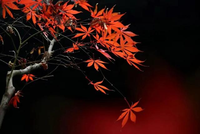 秋天是一个什么样的季节，秋天是一个什么样的季节写一段话（分享绝美秋色：叠翠流金）