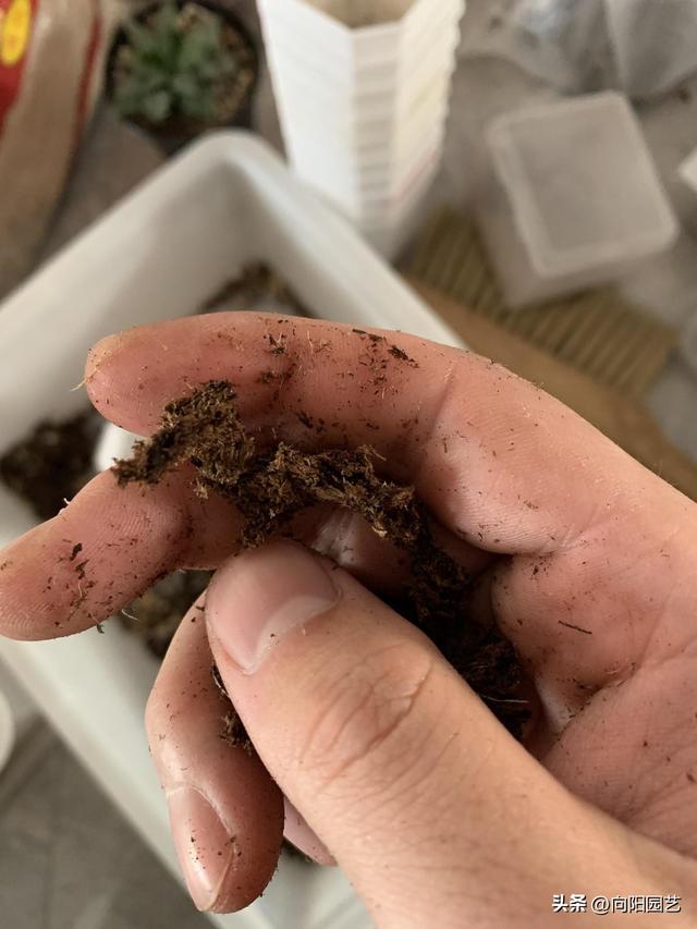 自制假水教程，自制假水教程简单（网上买的泥炭土）