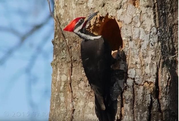 学本领的猫头鹰的故事，猫头鹰的本领是（一天啄木12000次）