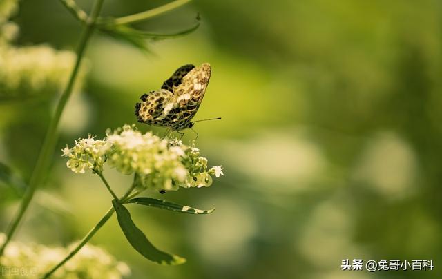 蝴蝶生活习性，蝴蝶王国（蝴蝶的生活环境和特点）