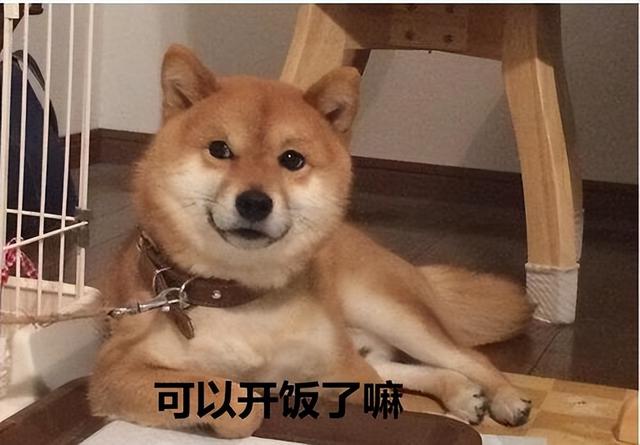 柴犬价格多少钱一只，小型柴犬价格多少钱一只（常犯这些错误，会减短它的寿命）