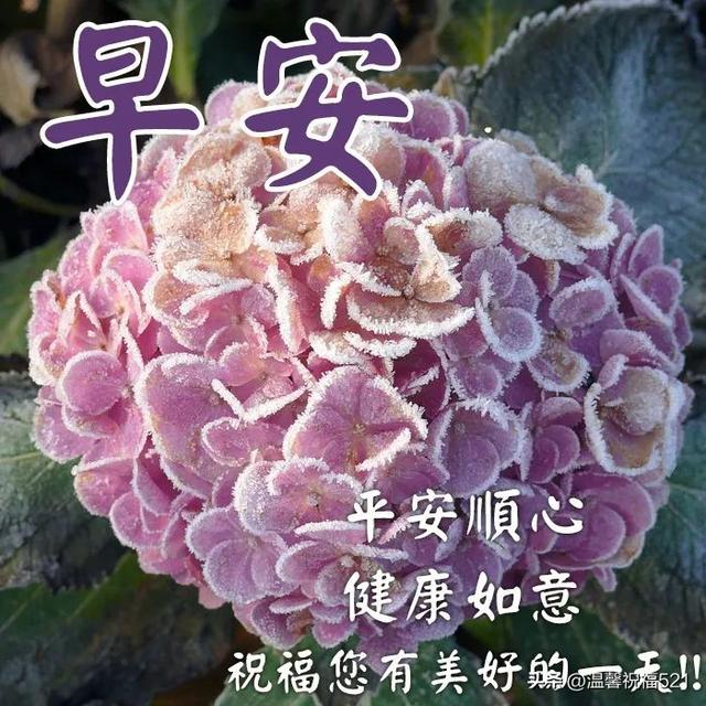 早上好的最佳图片，早晨锻炼并非最佳（每日早上好祝福问候语图片）