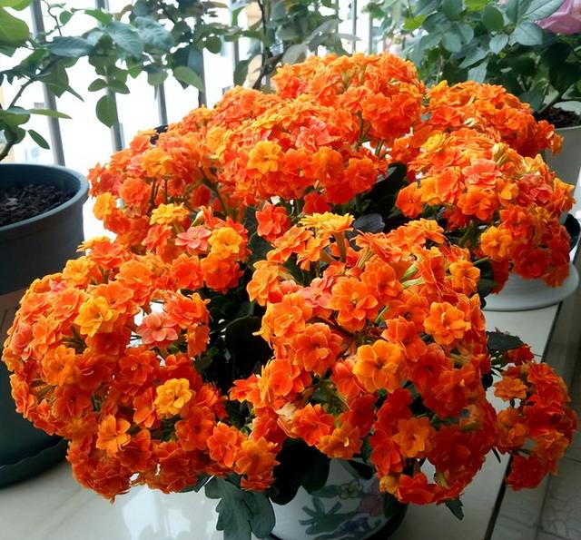 又高又深的花盆适合种什么花，高花盆适合种什么花（5种“贵气花”）