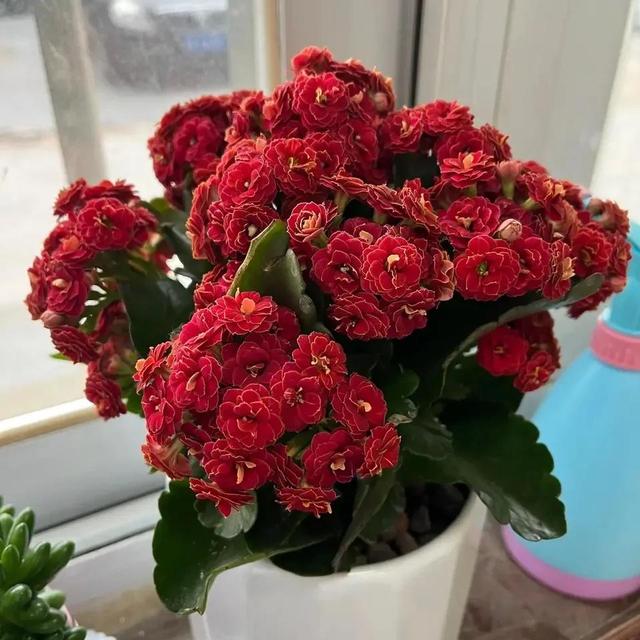 如何折花，如何折花朵简单方法（冬天不花一分钱养花）