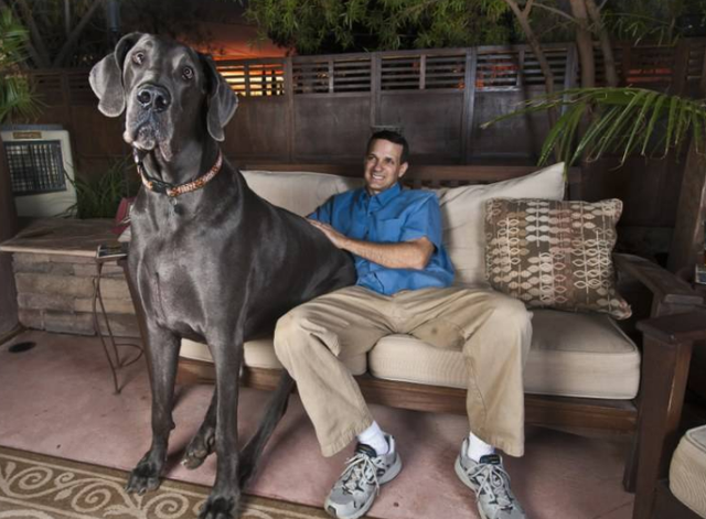 巨贵犬多少钱一只，比熊犬价格大概多少钱一只（网友：养得起这些狗）